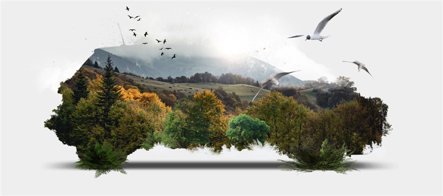 The Courtesy Car evolution