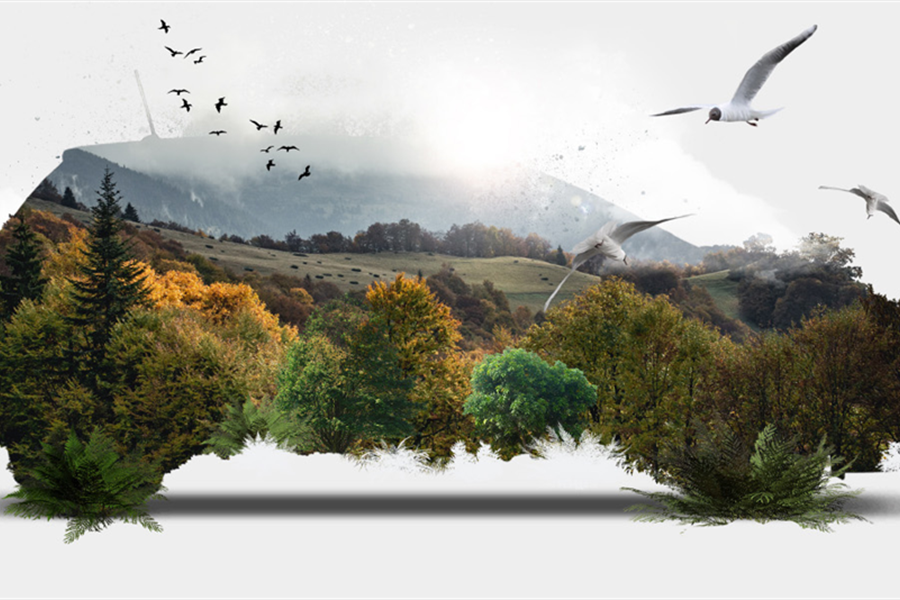 The Courtesy Car evolution